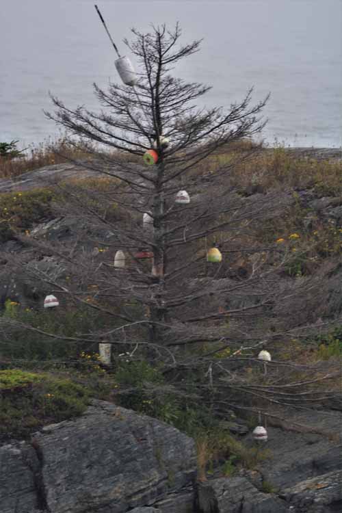 buoys in tree